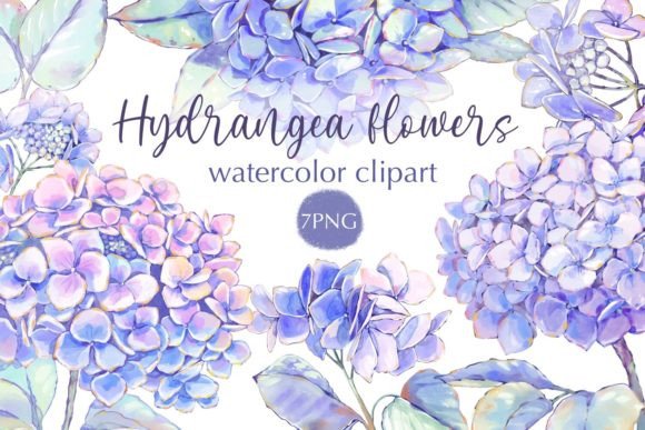 Hydrangea Flowers Watercolor Clipart Illustrations