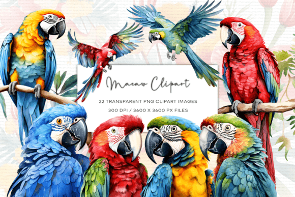 Macaw Watercolor Clipart for Illustrations