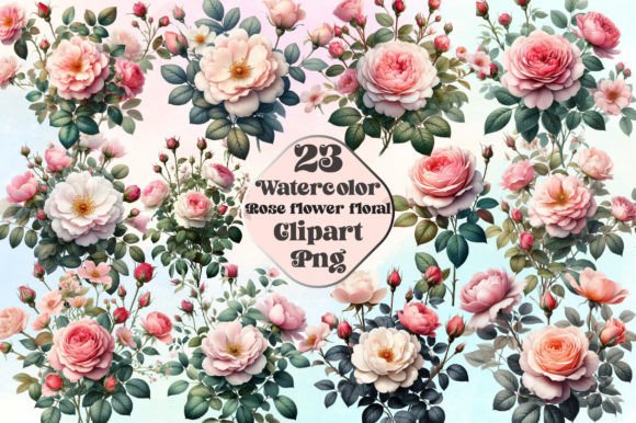 Watercolor Rose Flower Floral Clipart: Illustrations Review
