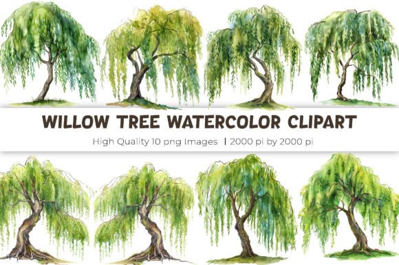 Willow Tree Watercolor Clipart Illustrations Review